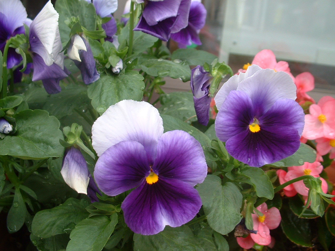 DSCF0205.JPG