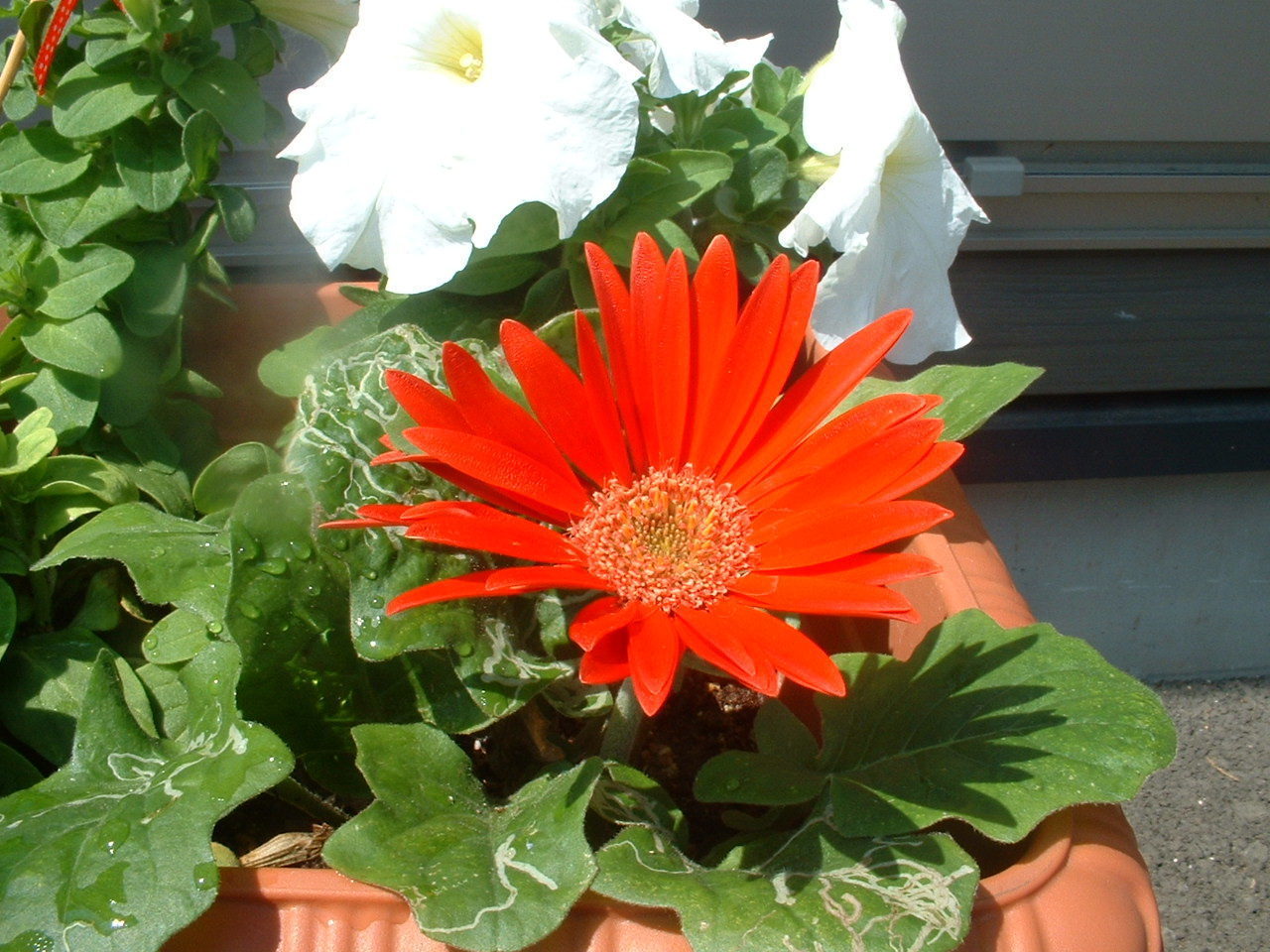 DSCF0183.JPG
